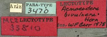 Media type: image;   Entomology 33810 Aspect: labels